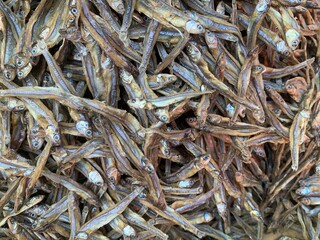 Teeming Crowd of Small Fish Caught in the Fishing Net
