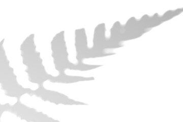Fern branch shadow. Leaf shadow overlay. Sunlight trough the leaf. Nature organic shadow. Blurred Leaf shadow and light on wall background. 3d rendering