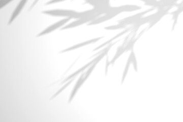 Willow branch shadow. Tree leaves shadow overlay. Sunlight trough the leaves. Nature organic shadow. Blurred Leaf shadow and light on wall background. 3d rendering