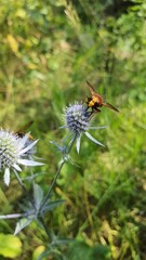 dragonfly on a flower