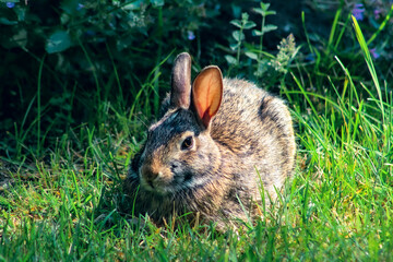 adorable wild cottontail rabbit in the grass Easter holiday animal cute nature background