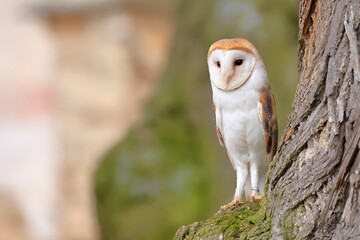 Western barn owl, Tyto alba, Czech republic,