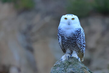 Snowy owl, Bubo scandiacus, Czech republic
