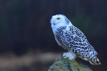Snowy owl, Bubo scandiacus, Czech republic