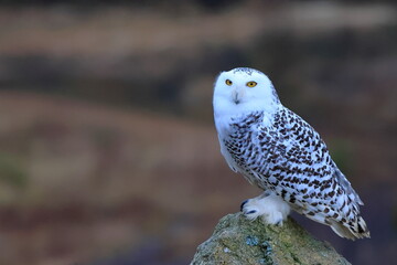 Snowy owl, Bubo scandiacus, Czech republic