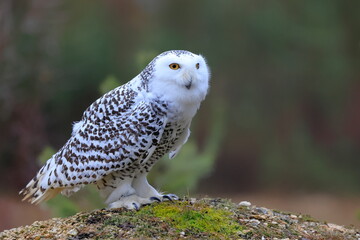 Snowy owl, Bubo scandiacus, Czech republic