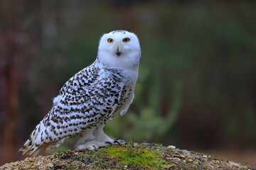 Snowy owl, Bubo scandiacus, Czech republic