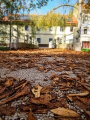 Bridge filled with leaves falling from trees in autumn, building in background