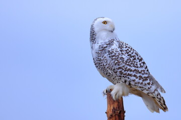 Snowy owl, Bubo scandiacus, Czech republic