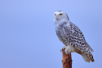 Snowy owl, Bubo scandiacus, Czech republic