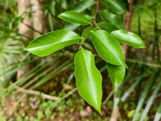 young agarwood leaves on the tree