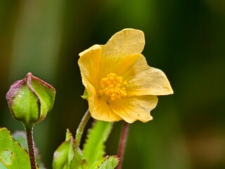 Sida rhombifolia flowers bloom yellow