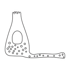 enteroendocrine cell line