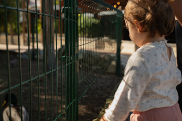 girl at the zoo, observing the animals closely