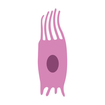 ependymal cell colored icon