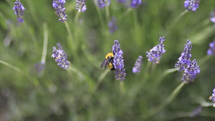 Bee Taking Nectar from Lavender Flower