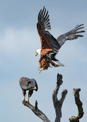 A male African fish eagle with wings spread, flies off one branch to mate with the female on the other branch on a tall dead tree against a blurred background in a game reserve in South Africa.