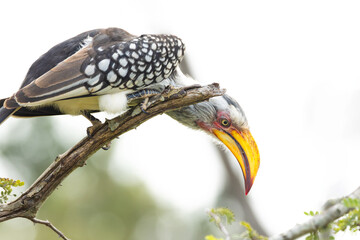A Southern yellow-billed hornbill perched on a branch and looking intently at the ground in search of any type of food against a light background in a game reserve in South Africa.