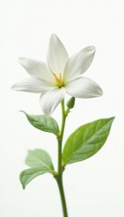 Jasmine flower bud with tightly closed petals against a bright white background highlighting its texture, small, flower
