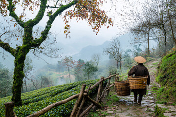 scenic foggy mountain landscape with person carrying baskets