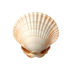 Orange scallop seashell with detailed ridges isolated on a transparent background. Marine life and coastal design element. Design for posters, banners, and educational materials