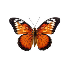 Fototapeta premium Orange and black butterfly with detailed wing patterns isolated on a transparent background. Insect and nature concept. Design for posters, banners, and educational materials