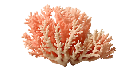 Branching pink and white coral with detailed texture isolated on a transparent background. Marine life and ocean ecosystem concept. Design for educational materials, posters, and decor