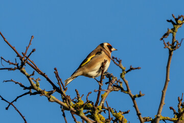 European Goldfinch (Carduelis carduelis), commonly found in woodlands and meadows, Baldoyle Racecourse, Dublin.