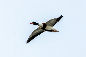 Common Shelduck (Tadorna tadorna), commonly found in coastal wetlands, Turvey Nature Reserve, Dublin.