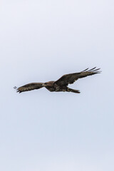 Common Buzzard (Buteo buteo), commonly found in woodlands and grasslands, Turvey Nature Reserve, Dublin.