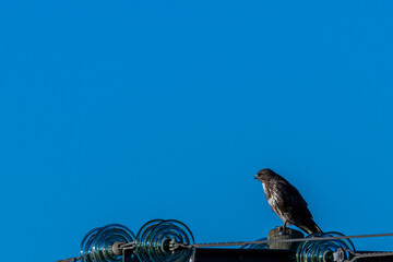 Common Buzzard (Buteo buteo), commonly found in woodlands and grasslands, Turvey Nature Reserve,...