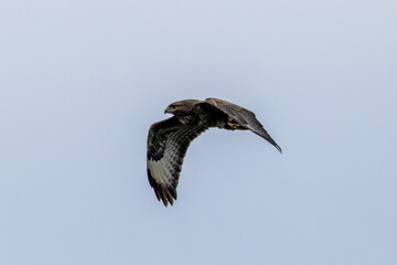 Common Buzzard (Buteo buteo), commonly found in woodlands and grasslands, Turvey Nature Reserve,...