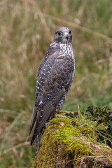 Gyrfalcon (Falco rusticolus), commonly found in Arctic tundra and northern forests.