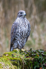 Gyrfalcon (Falco rusticolus), commonly found in Arctic tundra and northern forests.