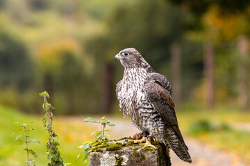 Gyrfalcon (Falco rusticolus), commonly found in Arctic tundra and northern forests.