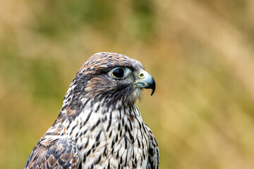 Gyrfalcon (Falco rusticolus), commonly found in Arctic tundra and northern forests.