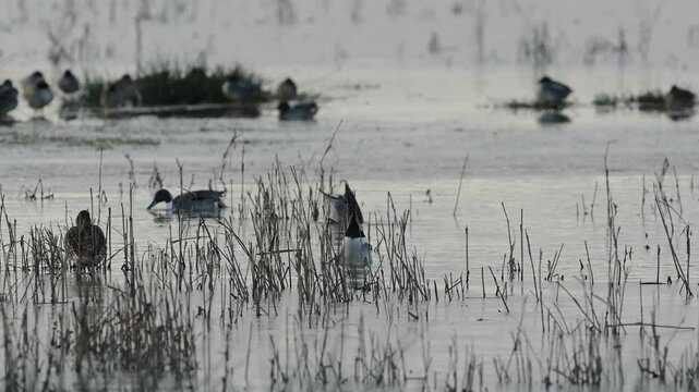 Northern Pintail. Anas acuta, birds on winter marshes at sunrise