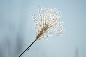 シルバーのススキ　輝く　秋