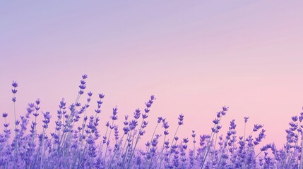 A soothing lavender sunset gradient background.featuring soft purples and pinks.highlighting relaxation and calm.Ideal for wellness promotions, tranquil designs, and serene visuals