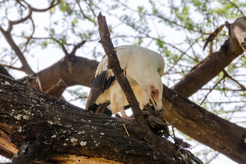 Eagle on the tree in Serengeti National Park, Tanzania, Africa