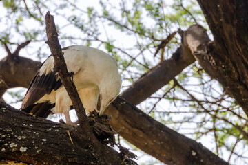 Eagle on the tree in Serengeti National Park, Tanzania, Africa