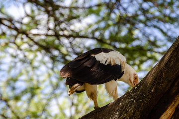 Eagle on the tree in Serengeti National Park, Tanzania, Africa