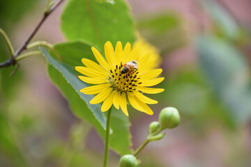 Bee in the Center of a Yellow Aster Flower