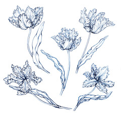 Set with blue tulip in vintage Toile de Jouy fabric style. Hand drawn monochrome watercolor painting, illustration isolated on white background