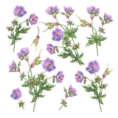 Set with violet meadow geranium (Geranium pratense, the meadow crane's-bill) wildflowers. Watercolor hand painting illustration on white background
