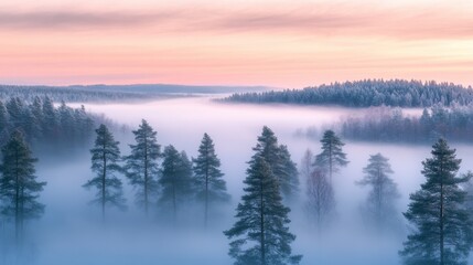 Fototapeta premium As dawn breaks, a magical mist blankets the forest, shrouding the towering trees in mystery and creating a serene, tranquil ambiance 