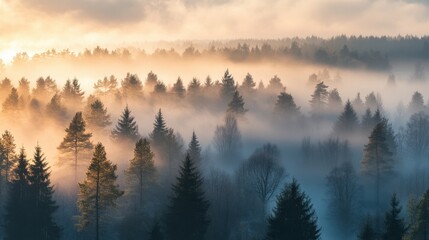 As dawn breaks, a magical mist blankets the forest, shrouding the towering trees in mystery and creating a serene, tranquil ambiance
