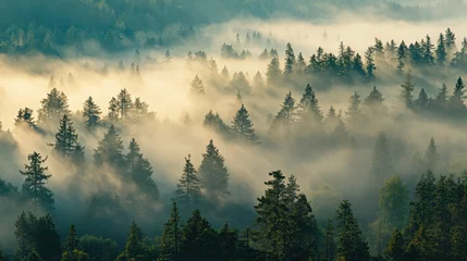 Wandcirkels Mistig bos As dawn breaks, a magical mist blankets the forest, shrouding the towering trees in mystery and creating a serene, tranquil ambiance   © ANDREI