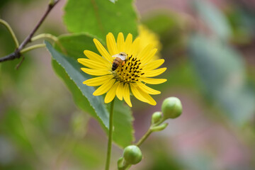 Budding and Flowering Yellow Aster with a Bumble Bee