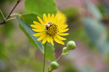 Bee on a Flowering Yellow Aster Blossom